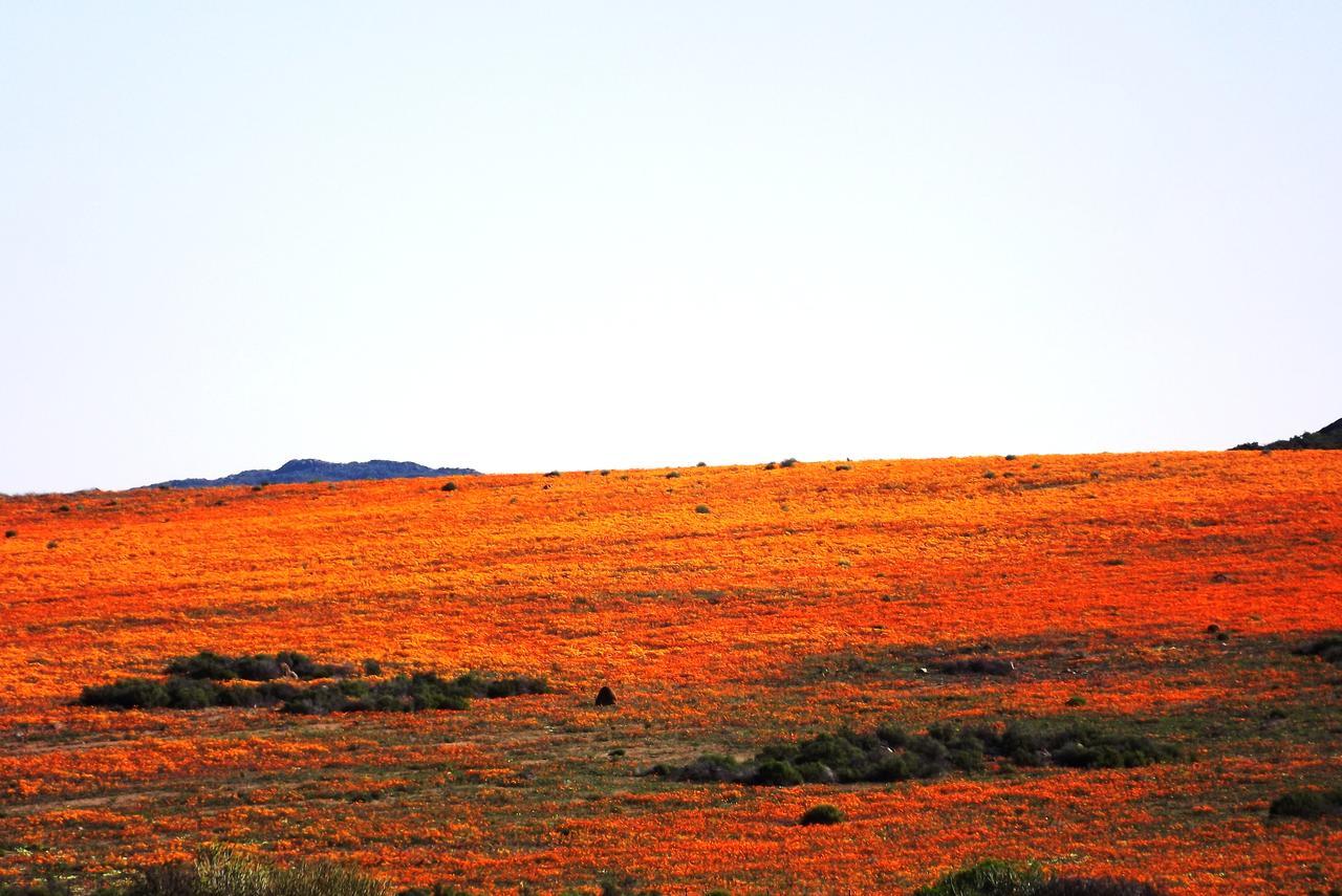 Verbe Farm Accommodation Kamieskroon المظهر الخارجي الصورة